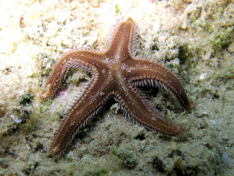 Astropecten spinulosus (Philippi, 1837)